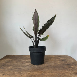 
                  
                    Load image into Gallery viewer, 6.5&amp;quot; Alocasia Purple Sword
                  
                