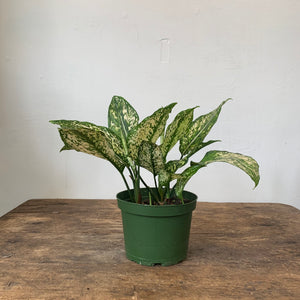 
                  
                    Load image into Gallery viewer, 6&amp;quot; Chinese Evergreen
                  
                