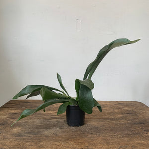 
                  
                    Load image into Gallery viewer, 4&amp;quot; Staghorn fern
                  
                
