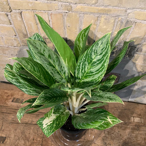 
                  
                    Load image into Gallery viewer, 7.5” Chinese evergreen
                  
                