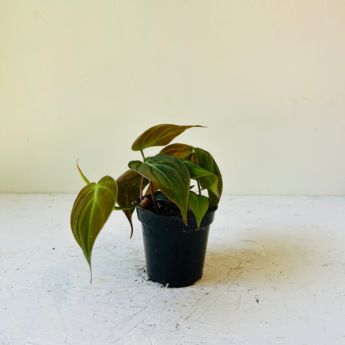 3.5” Philodendron Micans