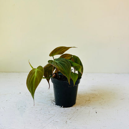 3.5” Philodendron Micans