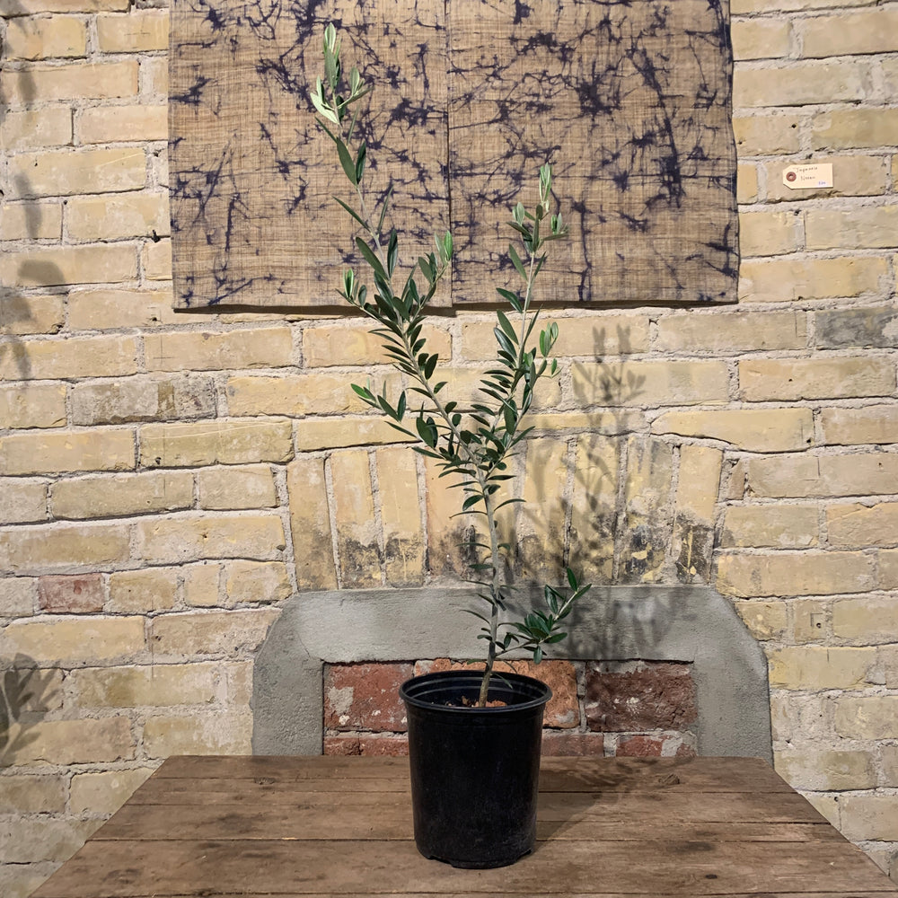
                  
                    Load image into Gallery viewer, 6&amp;quot; Olive Tree
                  
                
