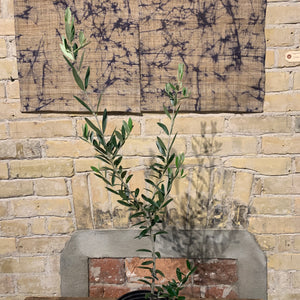 
                  
                    Load image into Gallery viewer, 6&amp;quot; Olive Tree
                  
                
