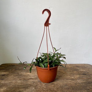 
                  
                    Load image into Gallery viewer, 6&amp;quot; Hoya Rosita HB
                  
                