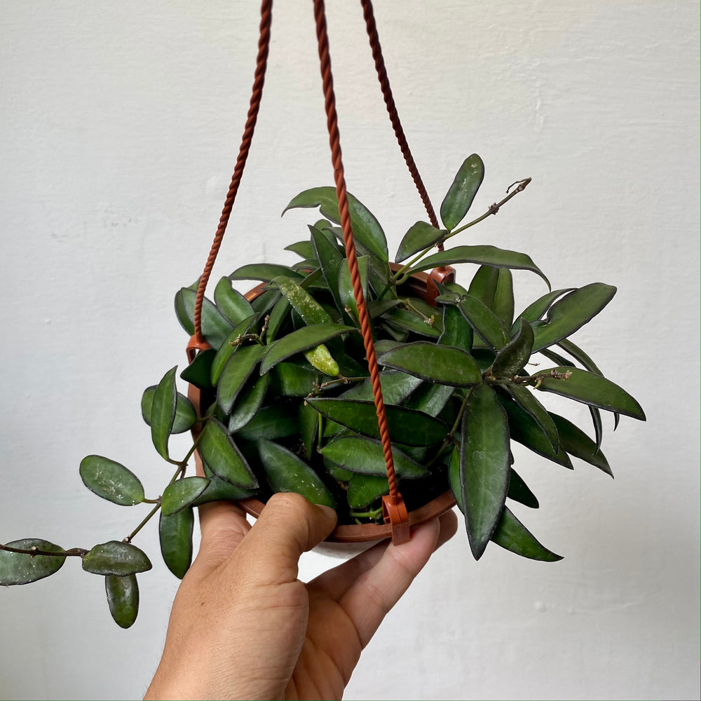 
                  
                    Load image into Gallery viewer, 6&amp;quot; Hoya Rosita HB
                  
                
