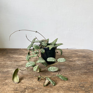 
                  
                    Load image into Gallery viewer, 4&amp;quot; Hoya Sigilatis
                  
                