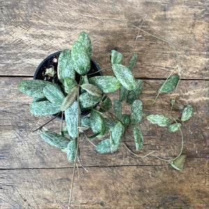 
                  
                    Load image into Gallery viewer, 4&amp;quot; Hoya Sigilatis
                  
                