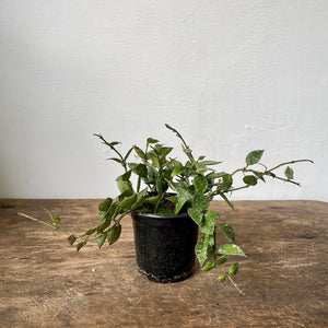 
                  
                    Load image into Gallery viewer, 4&amp;quot; Hoya Krohnihana splash
                  
                
