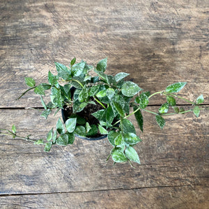 
                  
                    Load image into Gallery viewer, 4&amp;quot; Hoya Krohnihana splash
                  
                