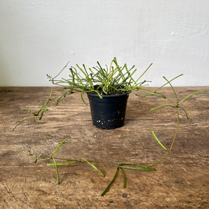 
                  
                    Load image into Gallery viewer, 3.5&amp;quot; Hoya Retusa
                  
                