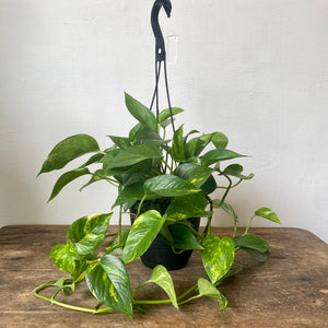 
                  
                    Load image into Gallery viewer, 6&amp;quot; HB Golden pothos
                  
                