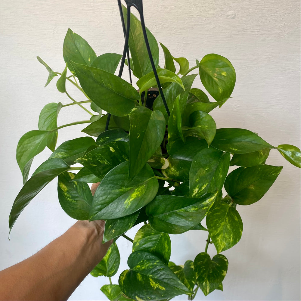 
                  
                    Load image into Gallery viewer, 6&amp;quot; HB Golden pothos
                  
                