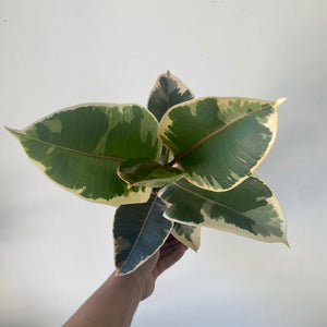 
                  
                    Load image into Gallery viewer, 5&amp;quot; Ficus rubber tineke
                  
                