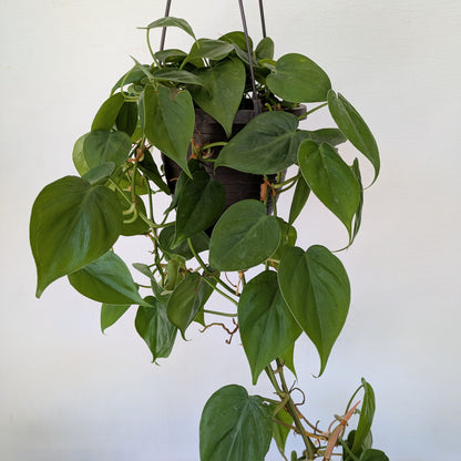 6&quot; Philodendron in HB