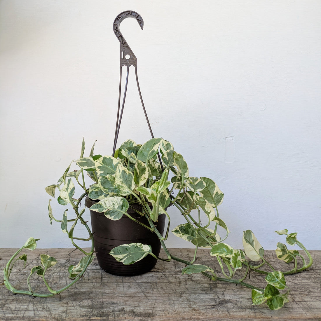 6” Hanging pothos