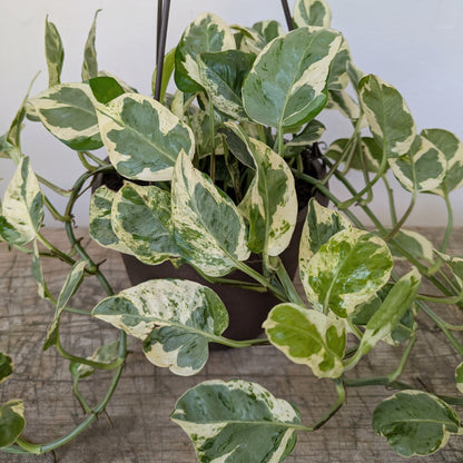 6” Hanging pothos