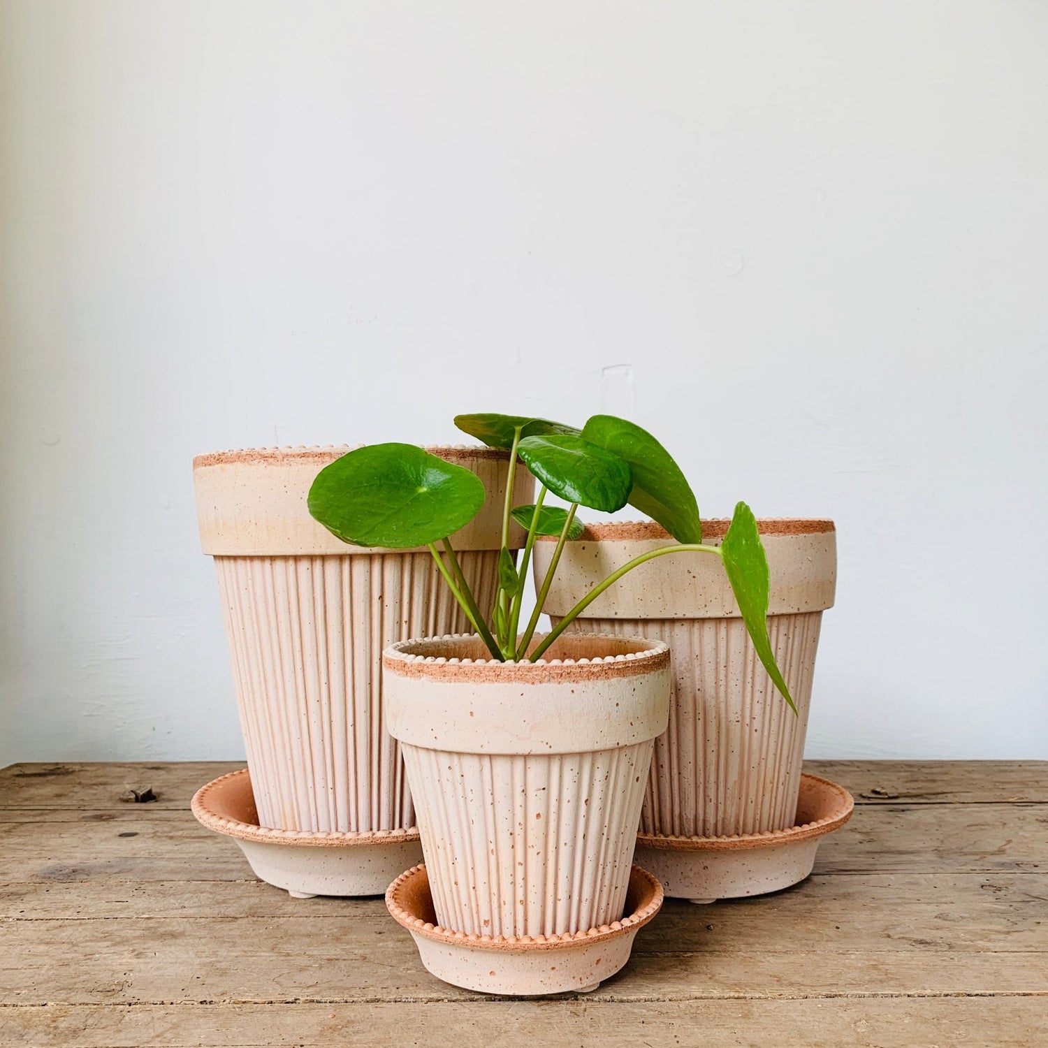 bergs plant pots Bergs Simona Terracotta Pot