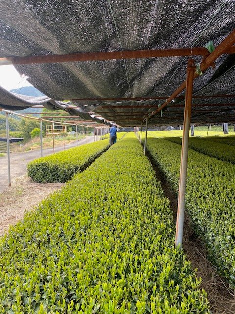 Kabuse Sencha - Tsuyuhikari - MIKATea