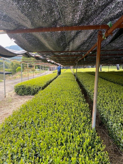 Kabuse Sencha - Tsuyuhikari - MIKATea