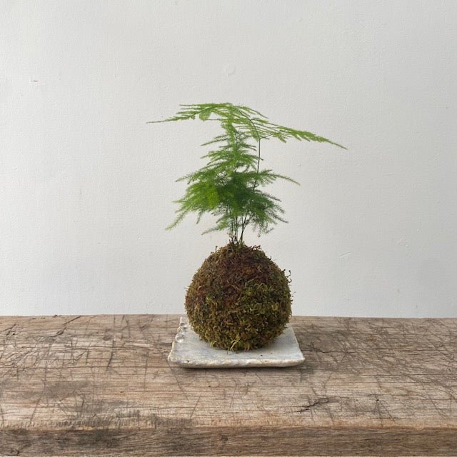 Kokedama – Asparagus Fern - MIKAPlant