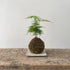 Kokedama – Asparagus Fern - MIKAPlant