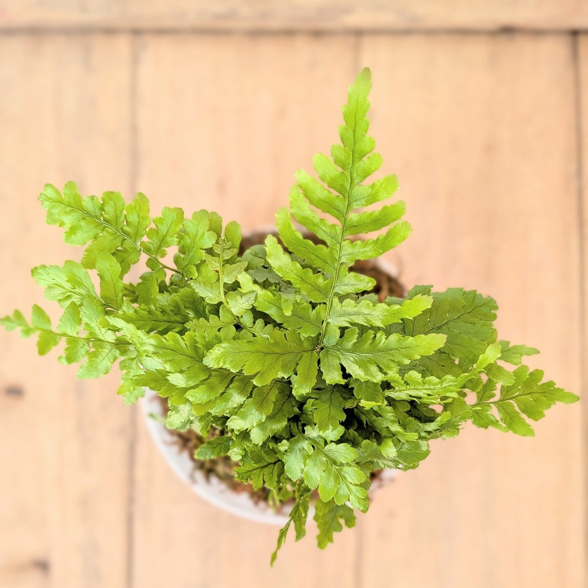 Kokedama - Fern - MIKAPlant