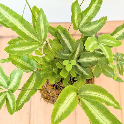 Kokedama - Fern - MIKAPlant