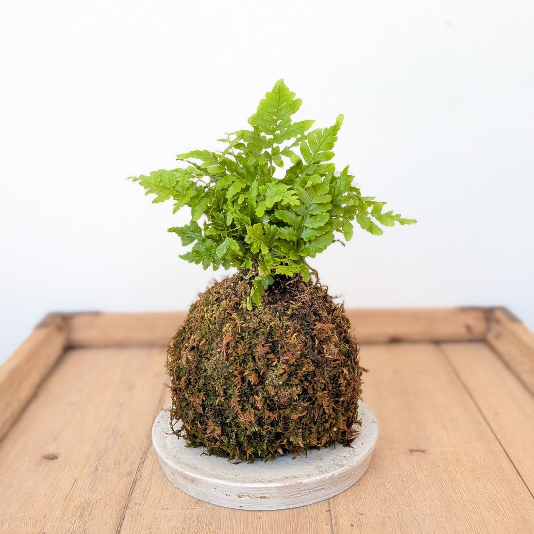 Kokedama - Fern - MIKAPlant