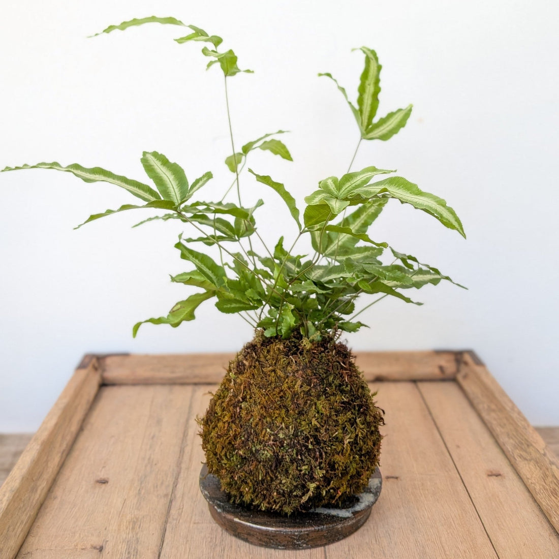 Kokedama - Fern - MIKAPlant