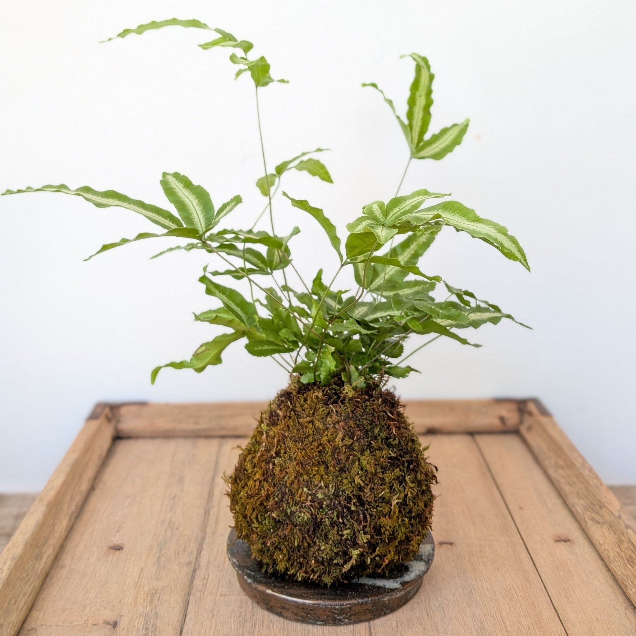 Kokedama - Fern - MIKAPlant