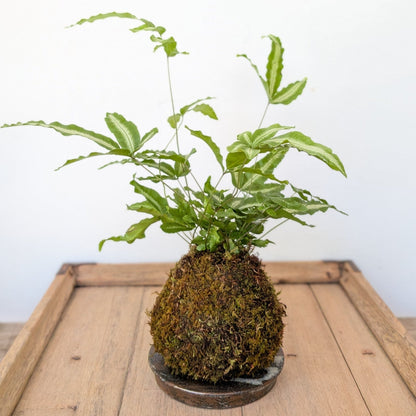 Kokedama - Fern - MIKAPlant