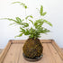 Kokedama - Fern - MIKAPlant