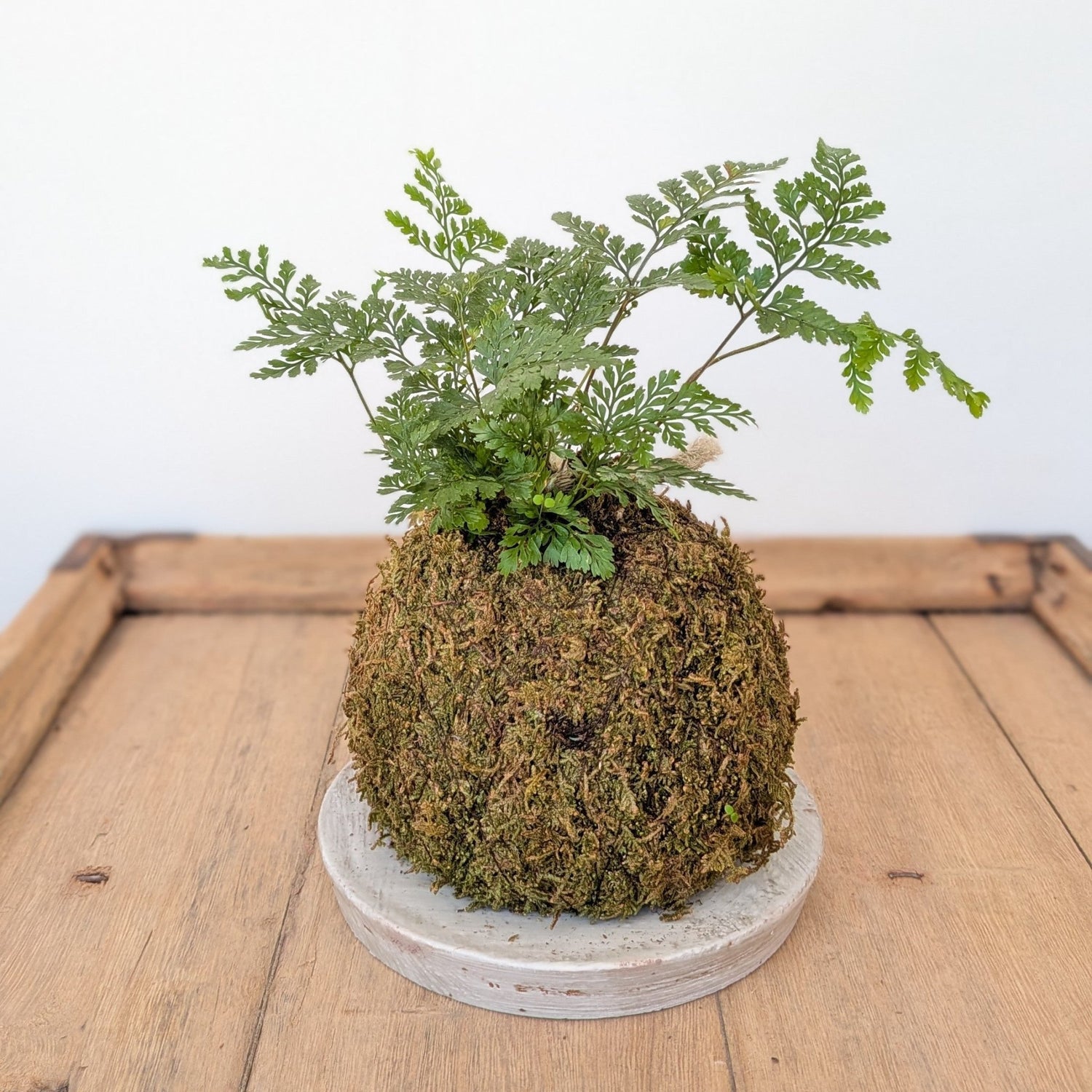 Kokedama - Rabbit foot Fern - MIKAPlant