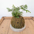 Kokedama - Rabbit foot Fern - MIKAPlant
