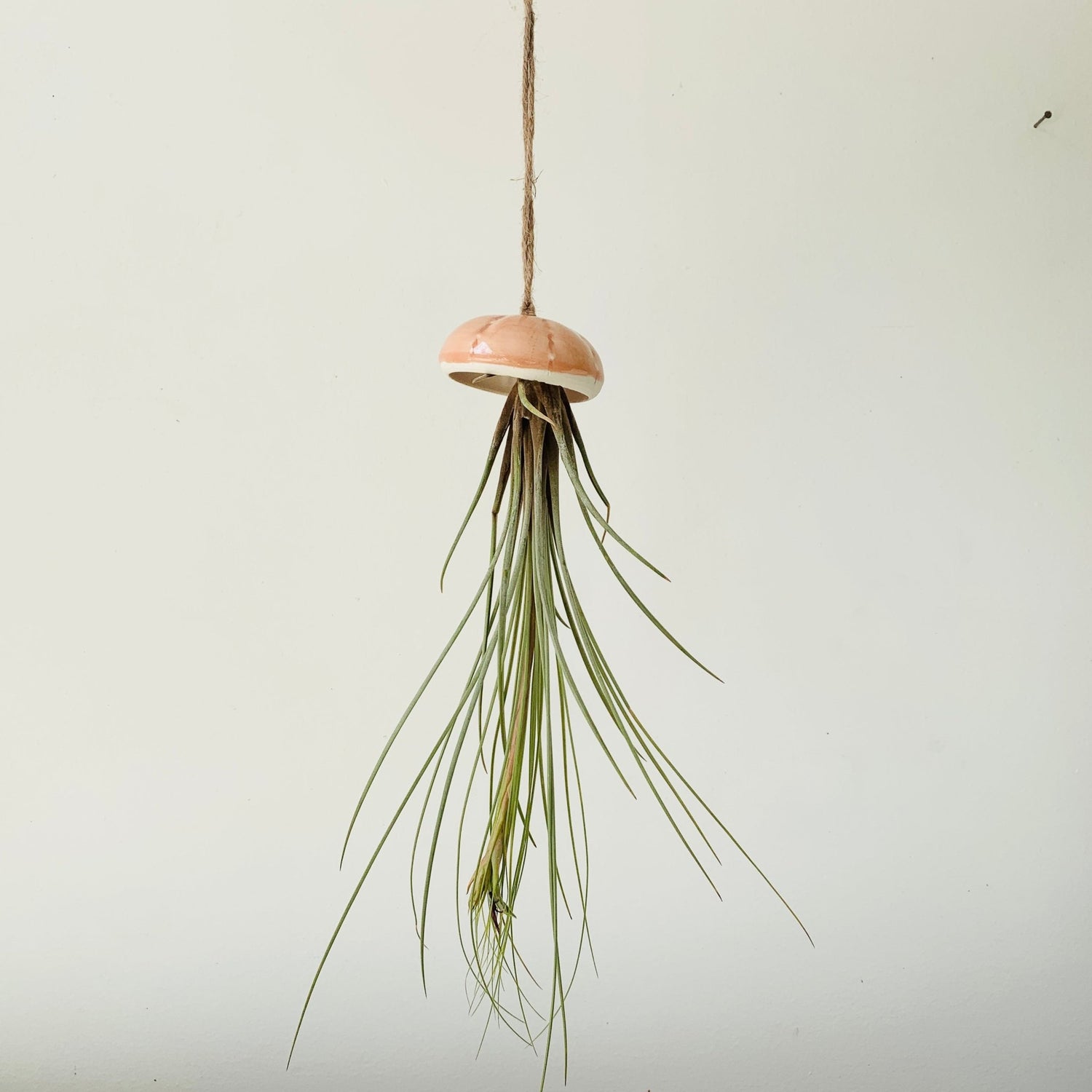 pineapple jellyfish air plant Air Plant – MIKA