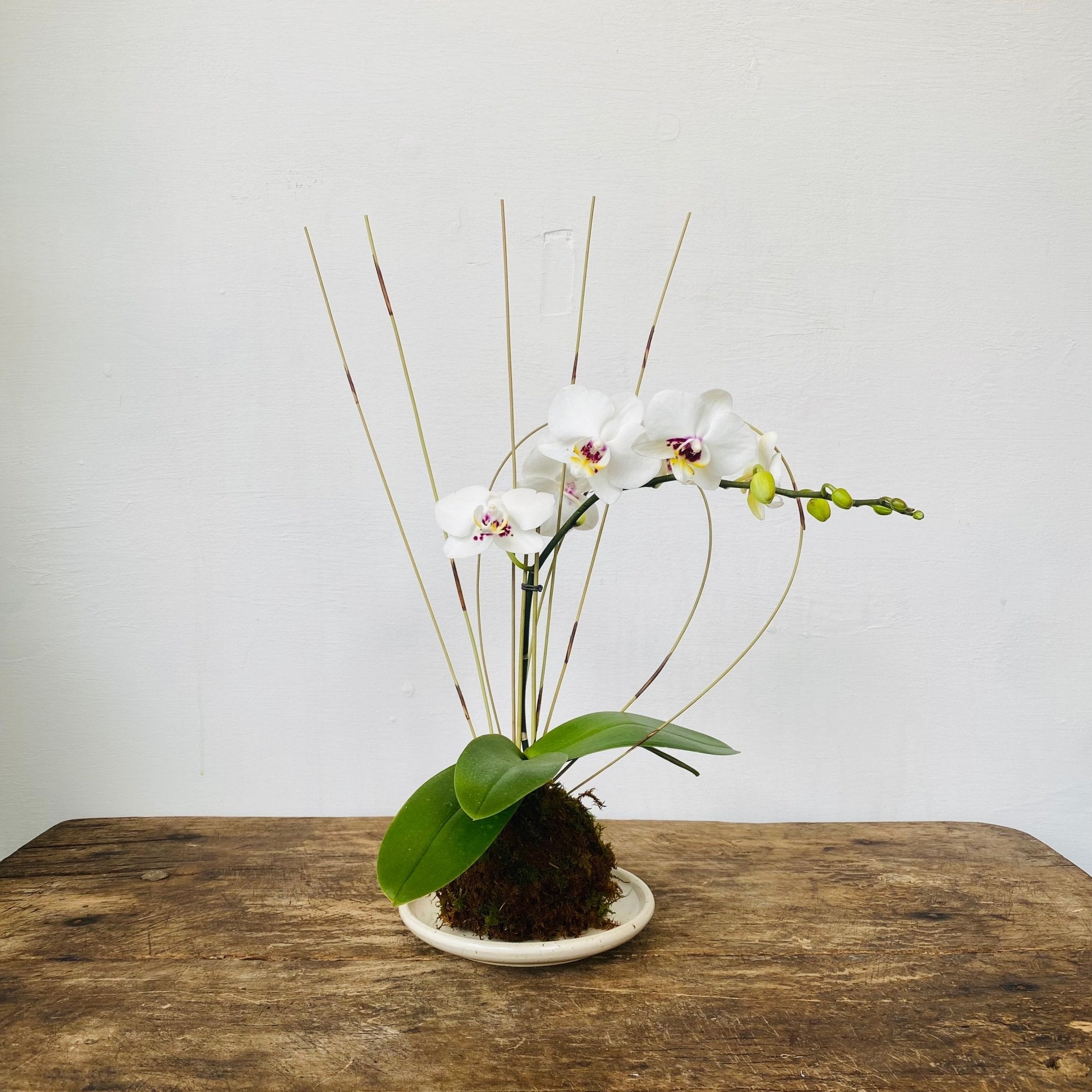 Orchid Kokedama workshop Sunday,Dec 14th 10:00 - 11:00am - MIKAWorkshop