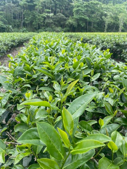 Rose Black Tea - MIKATea