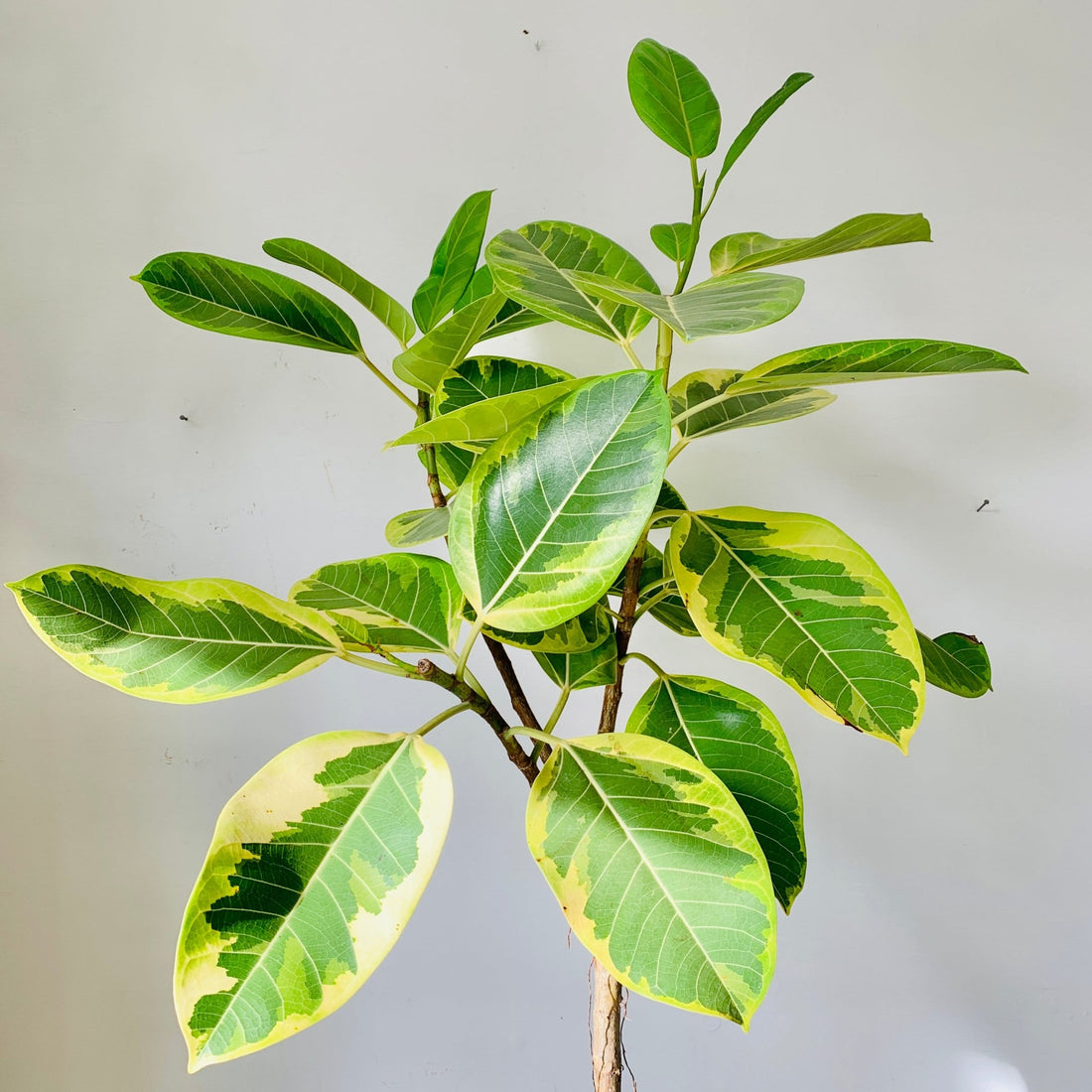 10&quot; Ficus Alitissima Yellow Gem - MIKAFleurPlant
