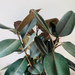 10" Ficus Rubber - MIKAFleurPlant