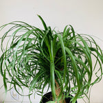 10" Ponytail palm - MIKAFleurPlants