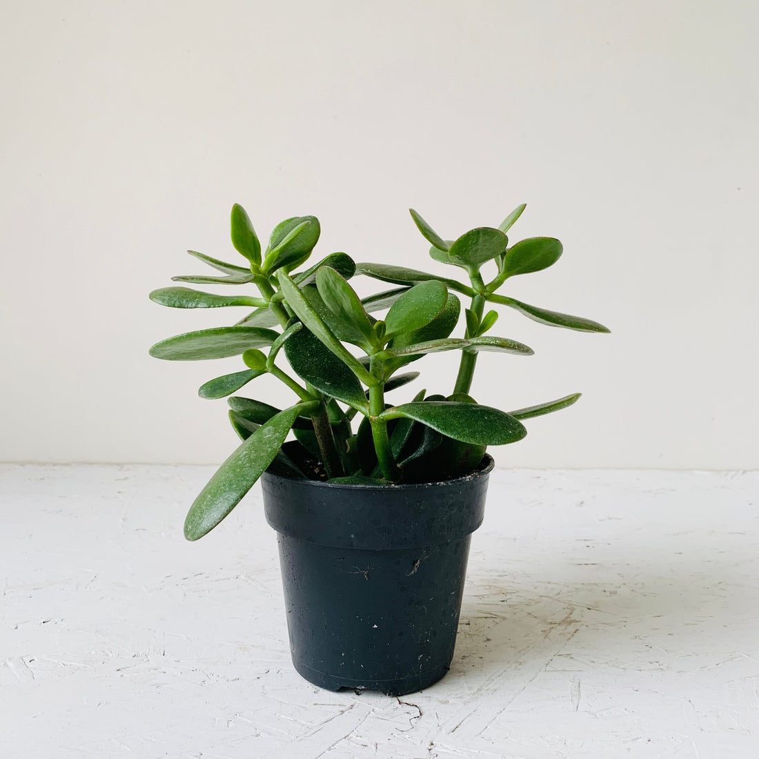 3.5&quot; Jade Plant - MIKAFleur