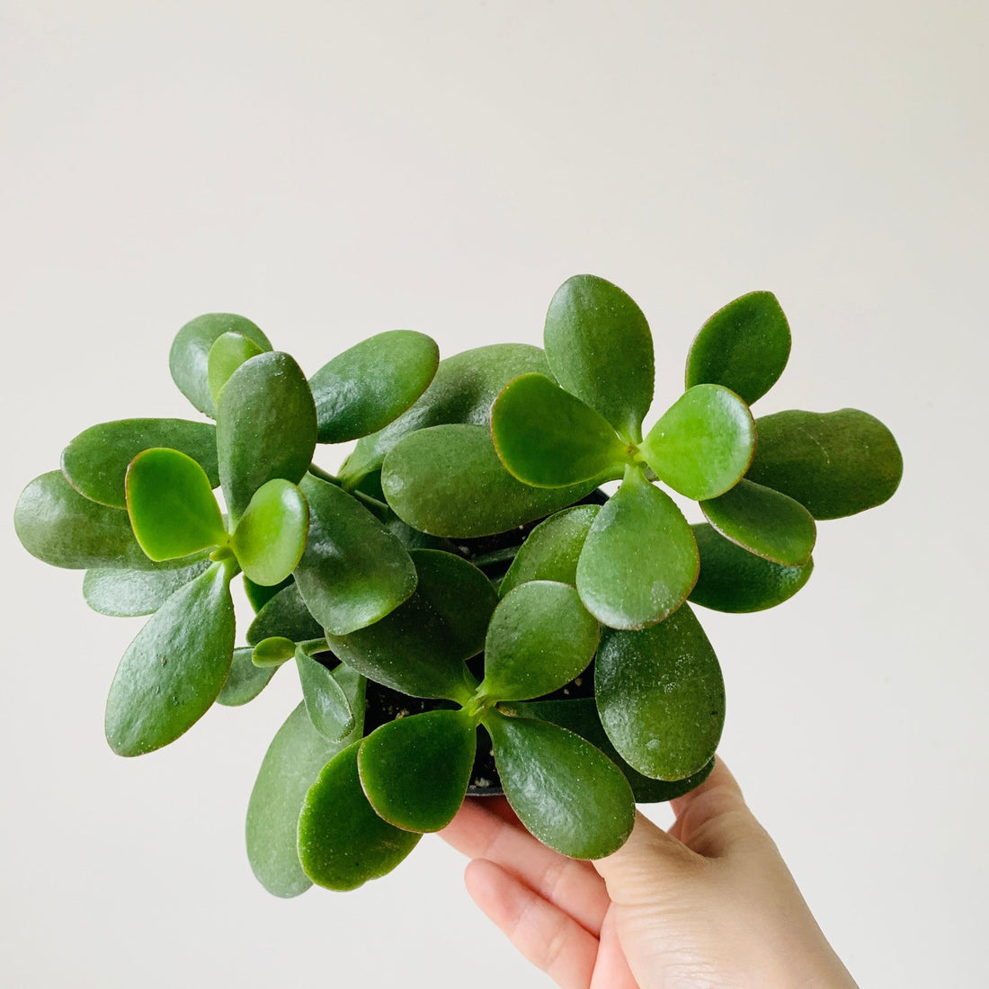 3.5&quot; Jade Plant - MIKAFleur