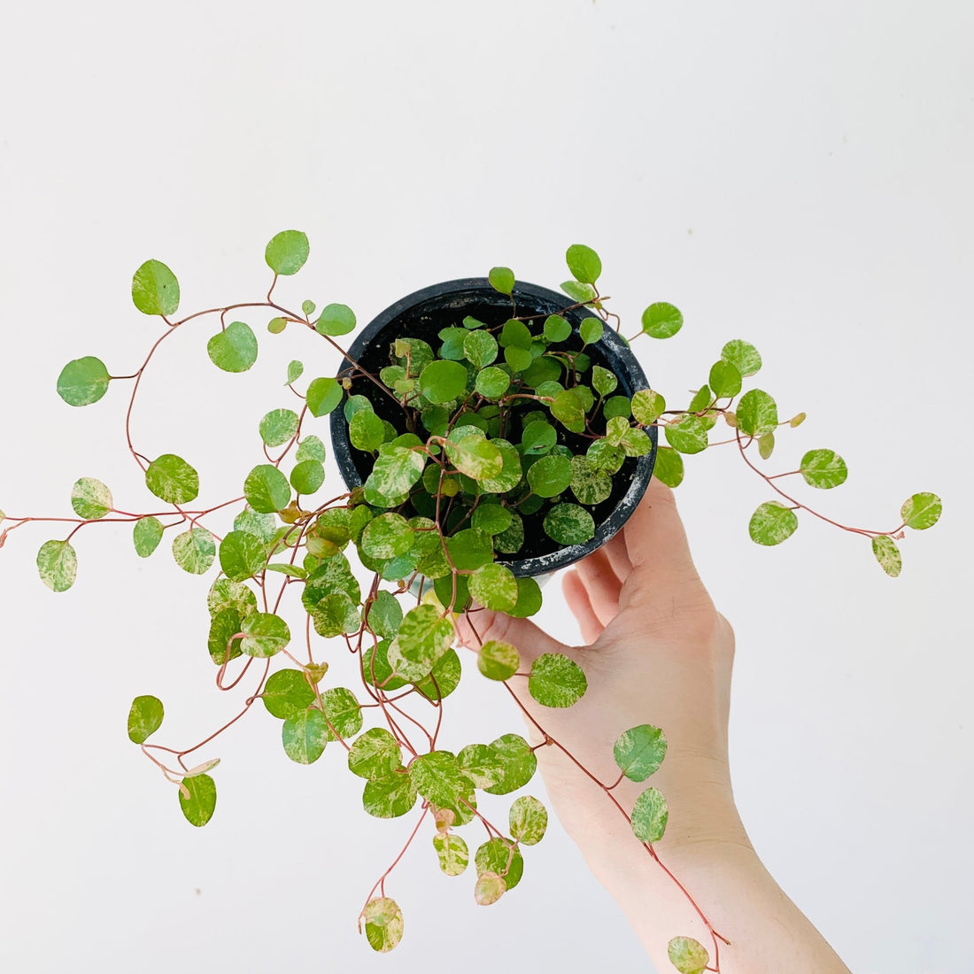 3.5&quot; Variegated Wire Vine - MIKAFleur