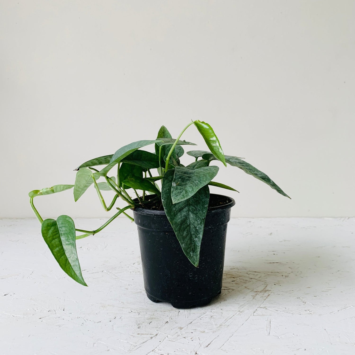 4&quot; Cebu blue pothos - MIKAFleurPlant