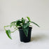 4" Cebu blue pothos - MIKAFleurPlant