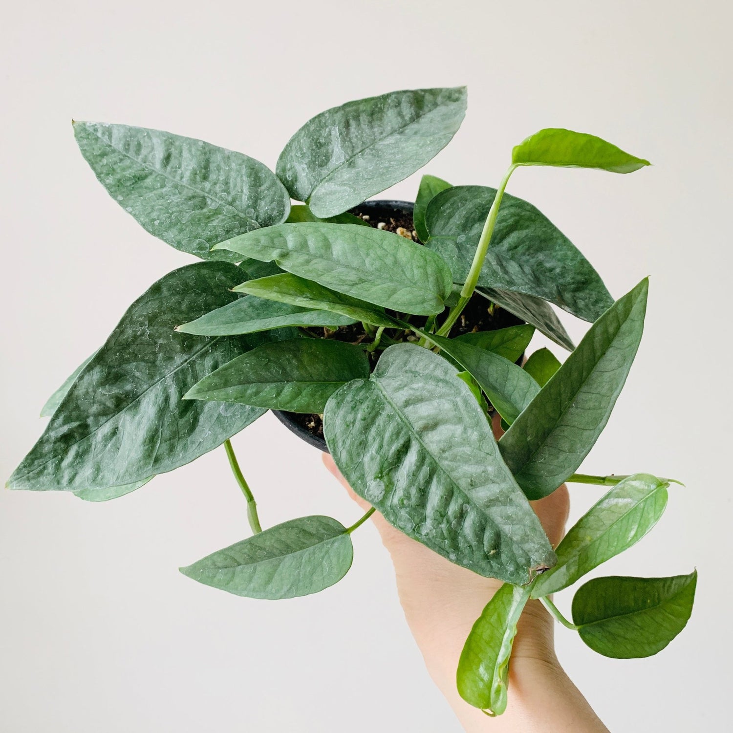 4&quot; Cebu blue pothos - MIKAFleurPlant