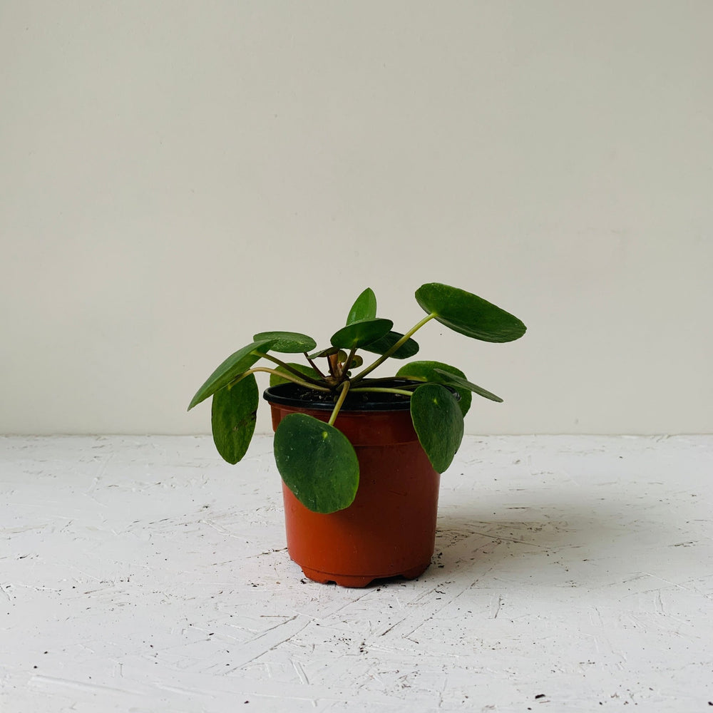 
                  
                    Load image into Gallery viewer, 4” Pilea Peperomioides ( Chinese money plant) - MIKAFleurPlant
                  
                