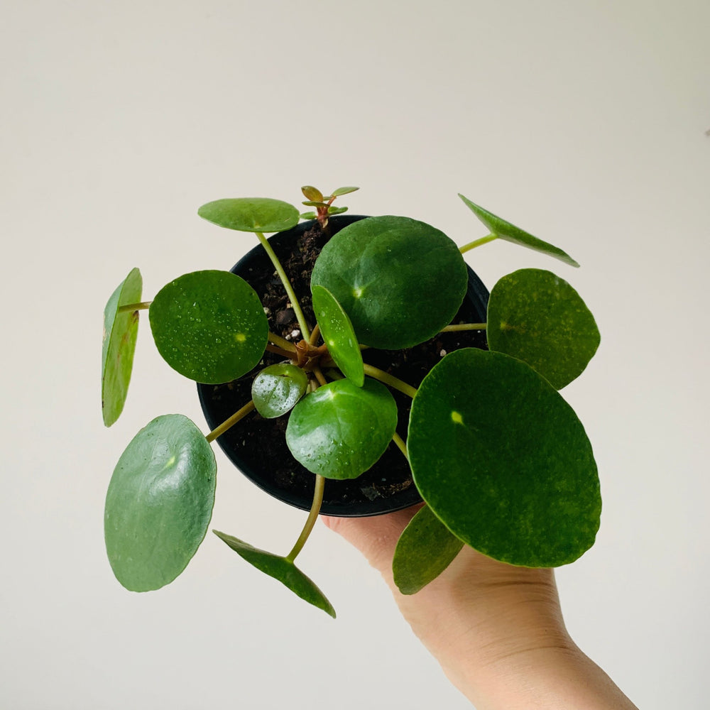 4” Pilea Peperomioides ( Chinese money plant) - MIKAFleurPlant
