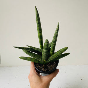 
                  
                    Load image into Gallery viewer, 4&amp;quot; Sansevieria Starfish - MIKAFleur
                  
                